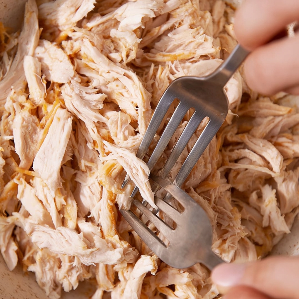 Two forks shredding tender, cooked chicken in a close-up shot, with fine shreds of chicken being pulled apart."
